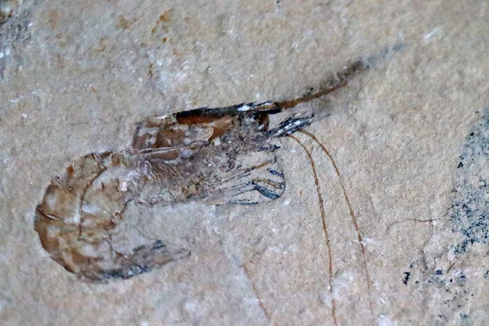 ADARA fossil collection curated specimens