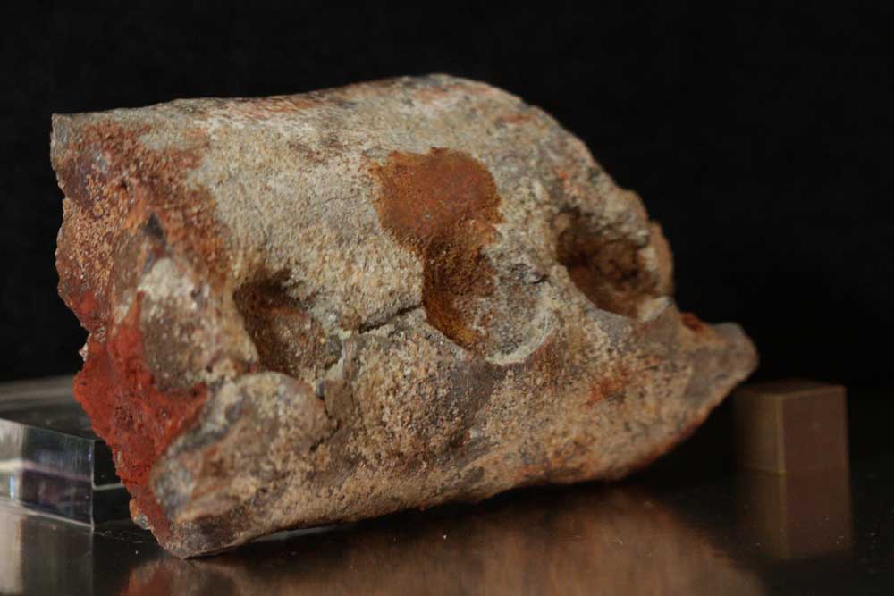 Fossil specimen 1