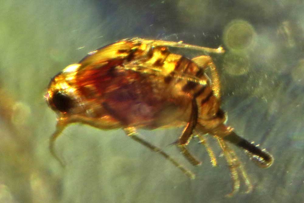 Fossil specimen detail from ADARA collection