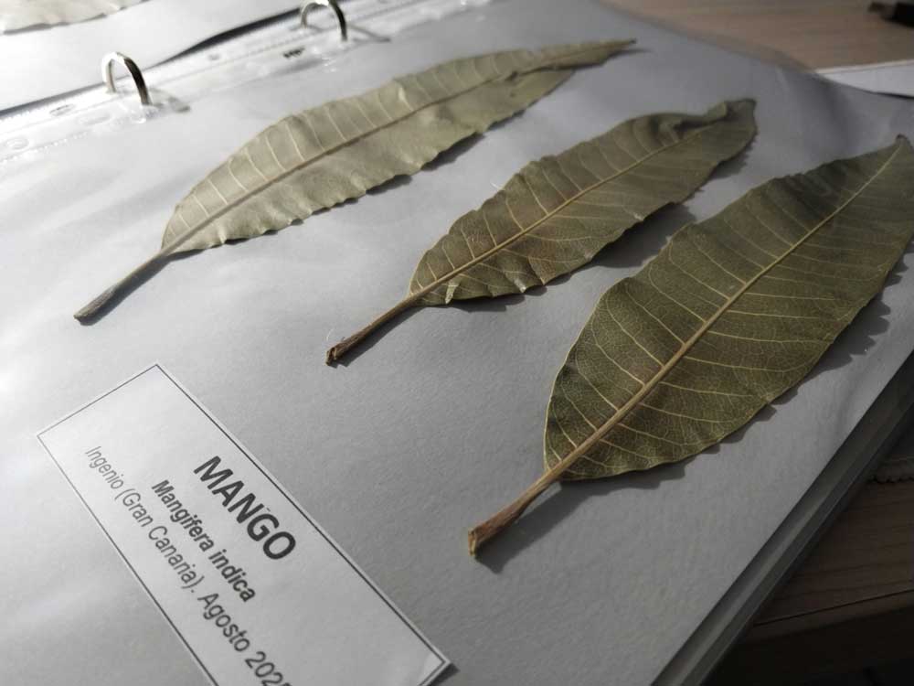 Herbarium specimen collection support