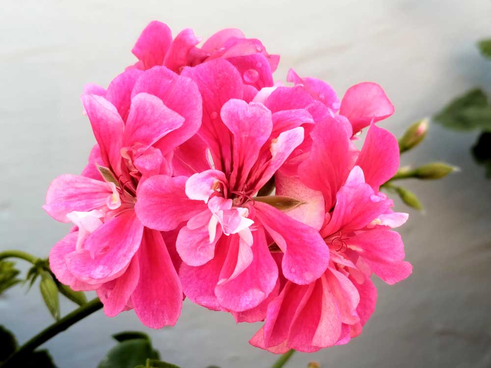 The beauty of rare specimens