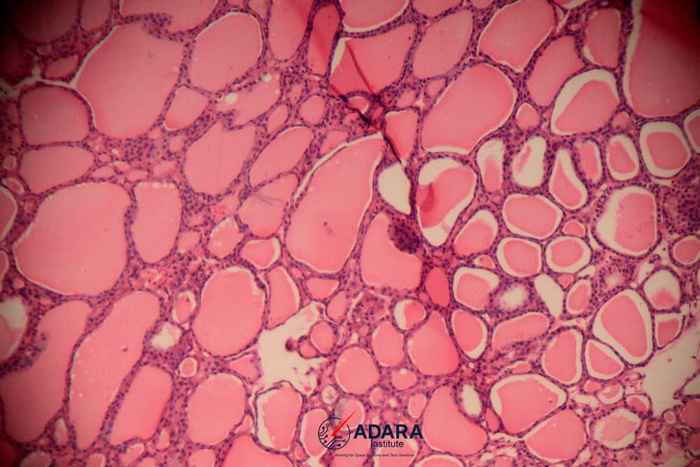 Rare specimen placeholder 2