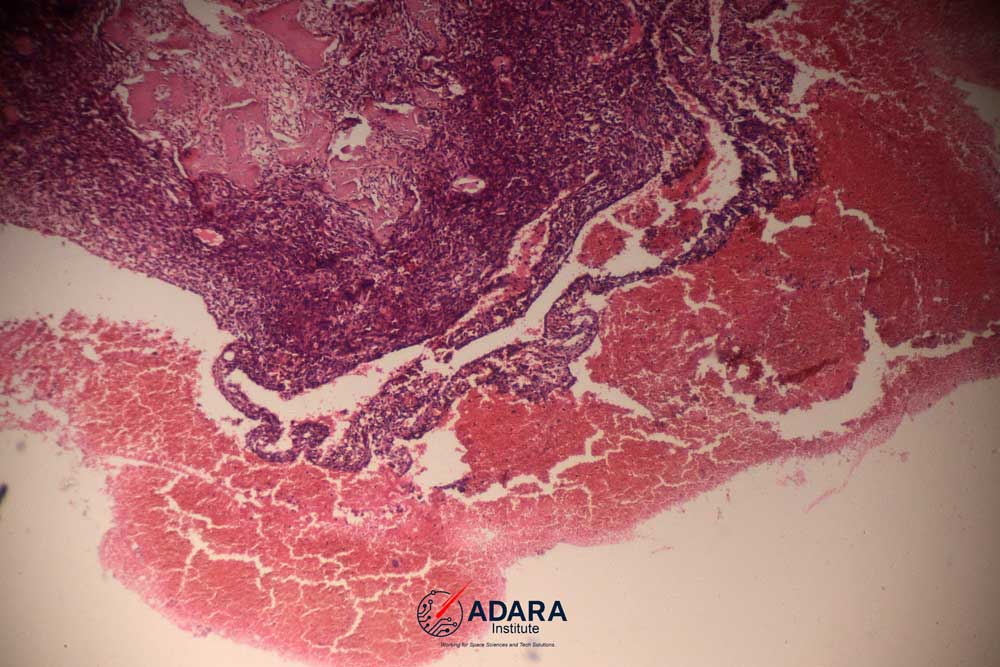 Rare specimen placeholder 2