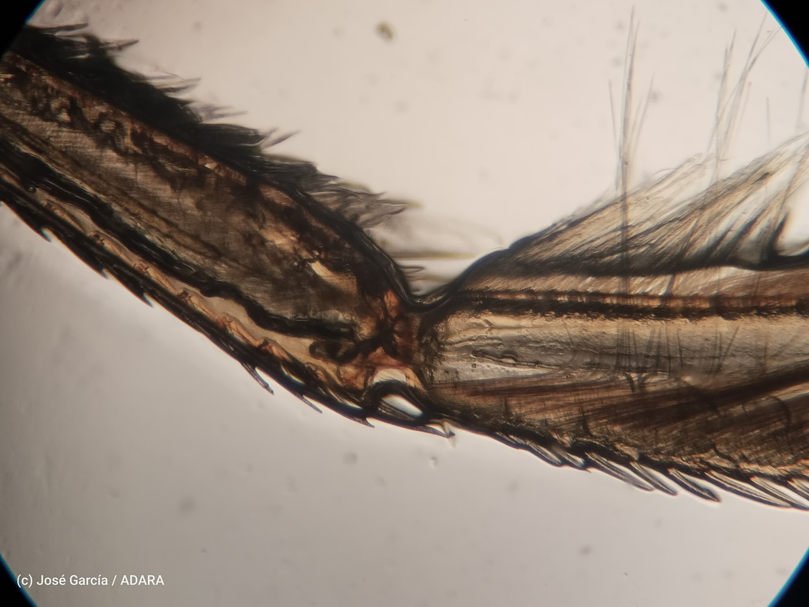 Collection of specimens in the field