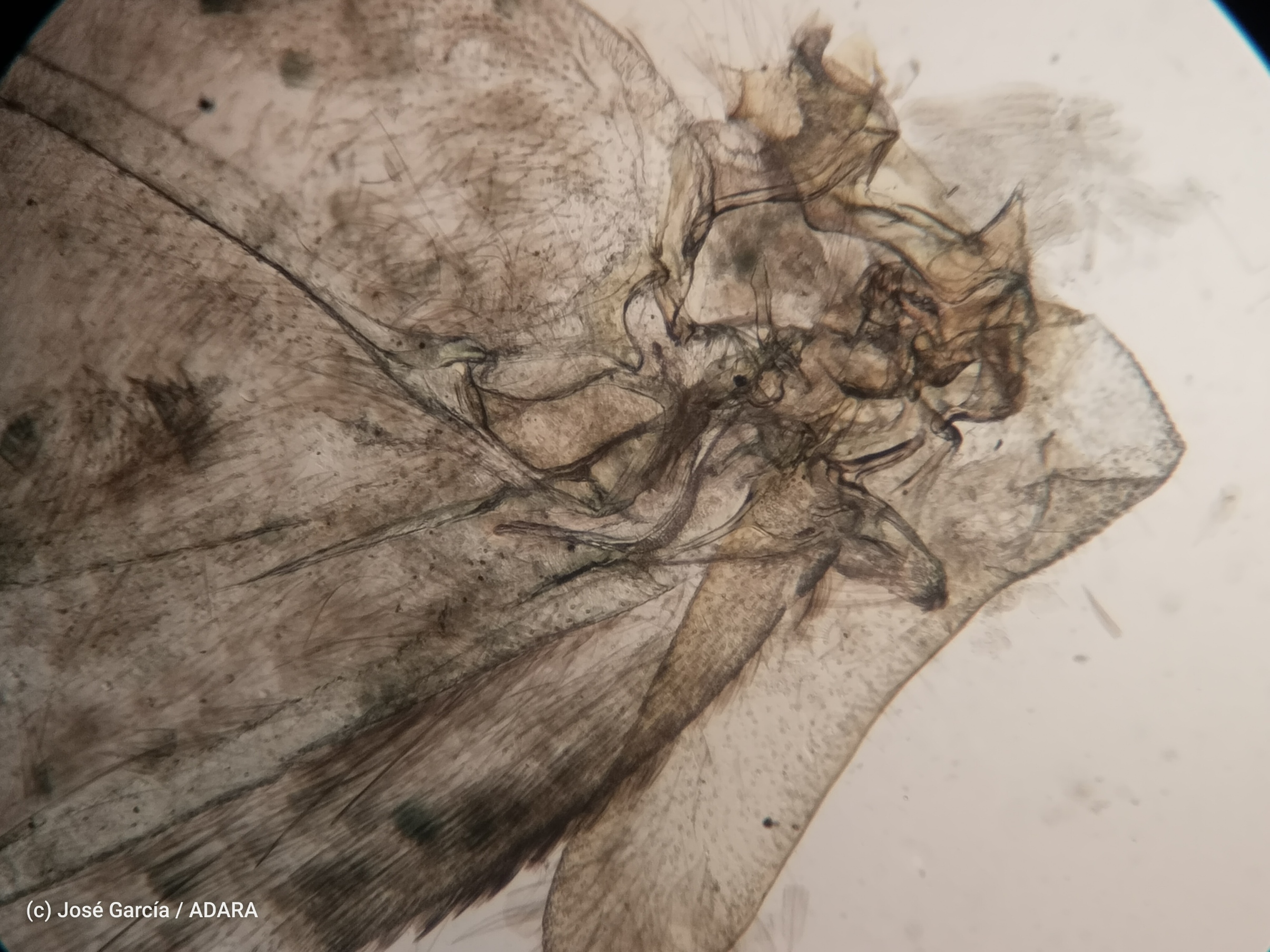 Preparation in laboratory