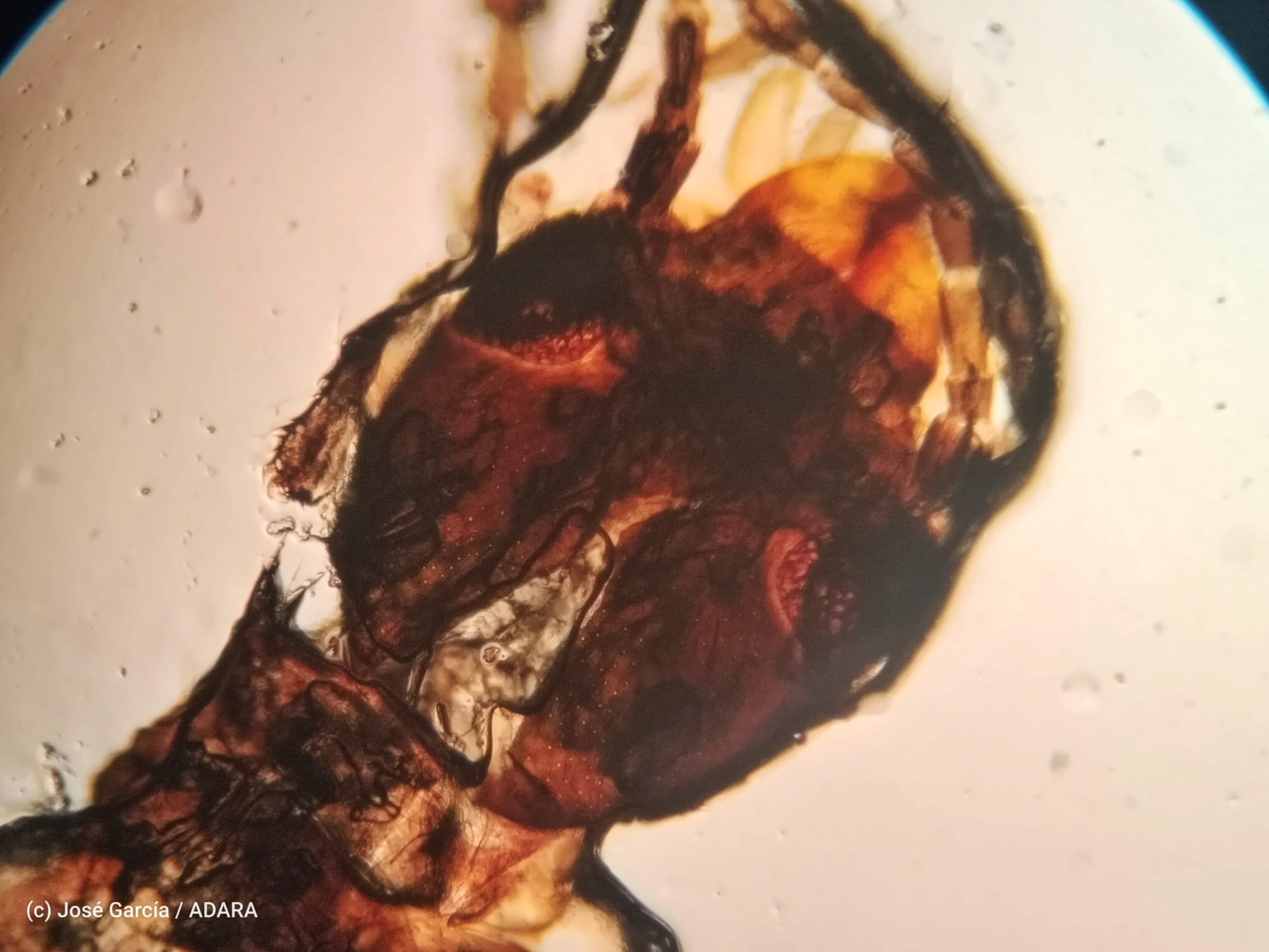 Rare specimen placeholder 2